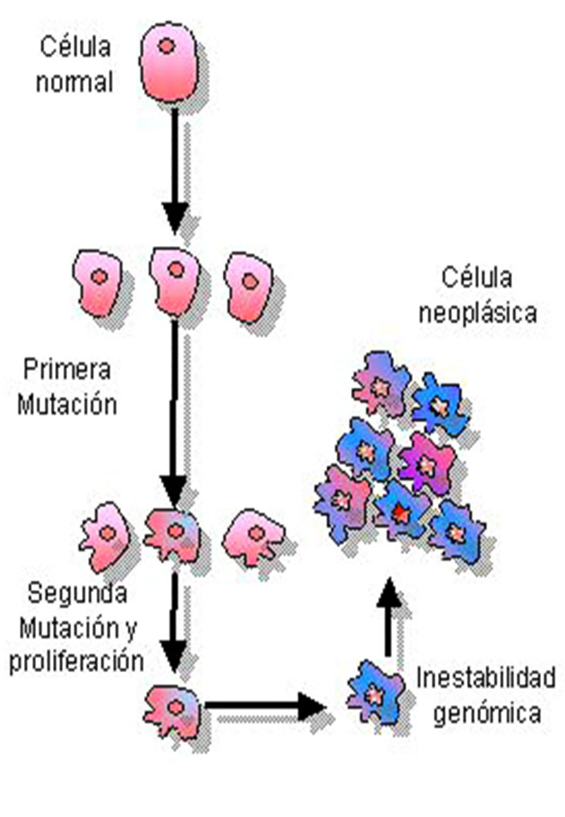 etimología del cancer